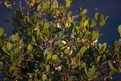 Aegiceras corniculatum