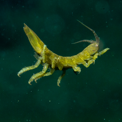Baltic Isopod — photo 1