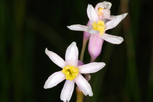 Tulbaghia coddii image