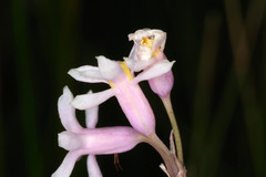 Tulbaghia coddii image