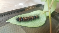Agyrta