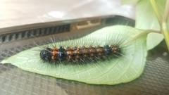 Agyrta