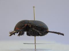 Scarabaeus laticollis