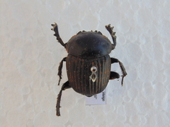 Scarabaeus laticollis
