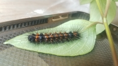 Agyrta