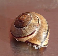 Cepaea nemoralis