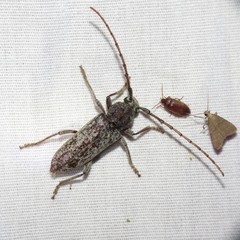 Enaphalodes cortiphagus