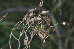 Senecio dunedinensis