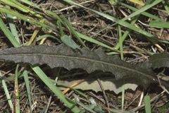 Senecio dunedinensis
