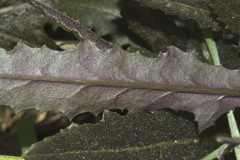 Senecio dunedinensis
