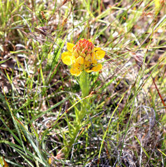Ceratandra grandiflora