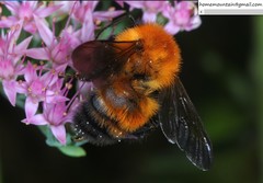 Bombus opulentus