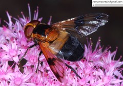 Volucella tabanoides
