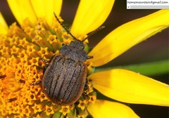 Galeruca reichardti