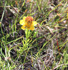 Ceratandra grandiflora