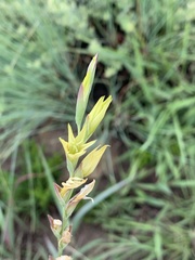 Gladiolus pubigerus