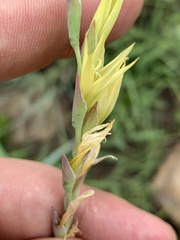 Gladiolus pubigerus