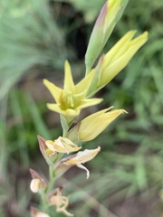 Gladiolus pubigerus