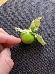 Physalis philadelphica