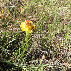 Ceratandra grandiflora