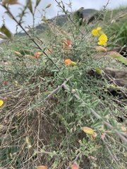 Pearsonia aristata