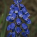 Garden Grape-Hyacinth - Photo (c) Pat Enright, some rights reserved (CC BY-NC), uploaded by Pat Enright