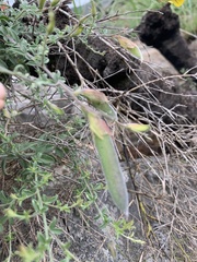 Pearsonia aristata