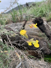 Pearsonia aristata