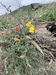Pearsonia aristata