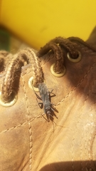 Opisthacidius