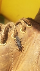 Opisthacidius