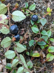 Gaultheria nummularioides