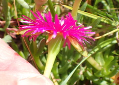 Ruschia duthiae