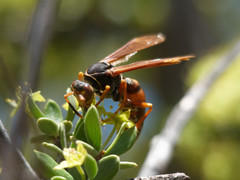 Polistes buyssoni