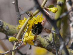 Xylocopa splendidula