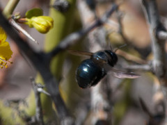 Xylocopa splendidula