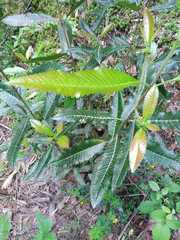 Caldcluvia paniculata