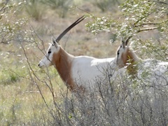 Oryx dammah