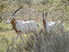 Oryx dammah