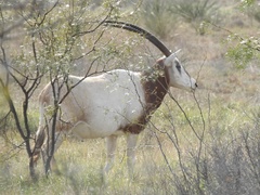 Oryx dammah