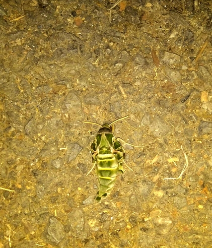 Oleander Hawkmoth