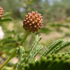 Vachellia abyssinica