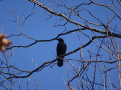 Corvus brachyrhynchos