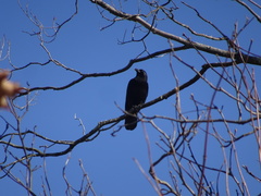 Corvus brachyrhynchos