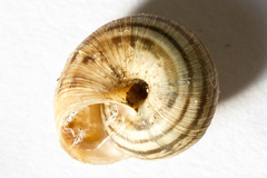 Backeljaia gigaxii