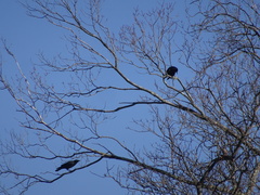 Corvus brachyrhynchos