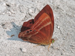 Abisara bifasciata
