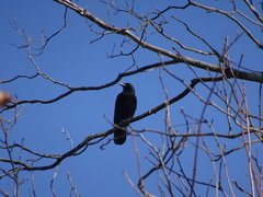 Corvus brachyrhynchos