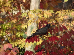 Turdus migratorius