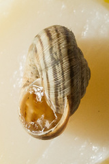 Backeljaia gigaxii